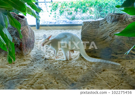 Wallaby Kangaroo in the zoo in Sriayuthaya Lion Park , focus selective Wallaby Kangaroo in the zoo in Sriayuthaya Lion Park , focus selective 102275456