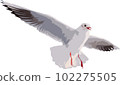 A seagull flying in the sky 102275505