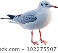 A seagull flying in the sky 102275507