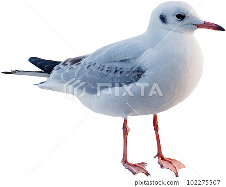 A seagull flying in the sky A seagull flying in the sky 102275507