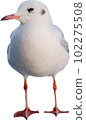 A seagull flying in the sky 102275508