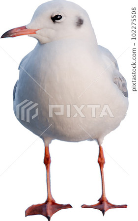 A seagull flying in the sky 102275508