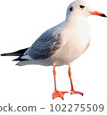 A seagull flying in the sky 102275509