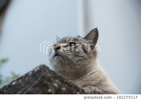一隻貓盯著你 一隻貓盯著你 102275517