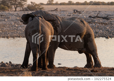 Bathing Elephants in Etosha 102275524