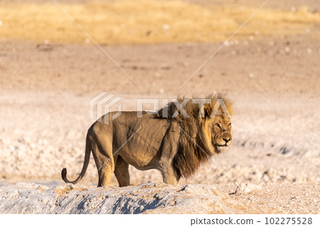 Lion in Etosha 102275528