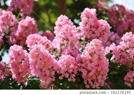 The crape myrtle is a gorgeous flower that feels like summer. 102276195