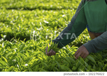 Tea picker picking tea leaf Tea picker picking tea leaf 102276822