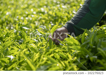 Tea picker picking tea leaf 102276823