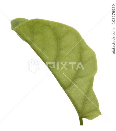 Green ficus lyrate leaf isolated on white background 102276920