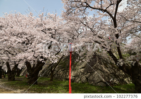 Cherry blossoms at Morioka City Iwate Park (Morioka Castle Park) Cherry blossoms at Morioka City Iwate Park (Morioka Castle Park) 102277376