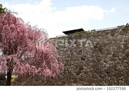 Cherry blossoms at Morioka City Iwate Park (Morioka Castle Park) 102277386