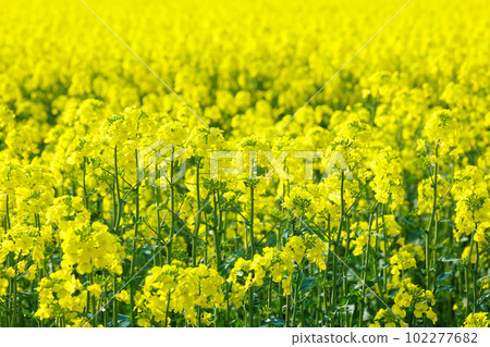 一片油菜花田 種植油菜花收穫油菜籽 梳入土壤製成氮肥 102277682
