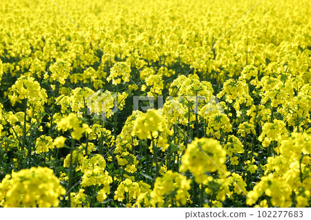 A field of rape blossoms Cultivation of rape blossoms for harvesting rape seeds Combed into the soil to make nitrogen fertilizer A field of rape blossoms Cultivation of rape blossoms for harvesting rape seeds Combed into the soil to make nitrogen fertilizer 102277683