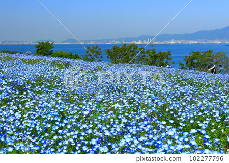[大阪府]大阪舞洲海濱公園的Nemophila 102277796