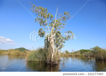 Cajuput tree at swamp flooded forest in water with blue sky background Cajuput tree at swamp flooded forest in water with blue sky background 102277885