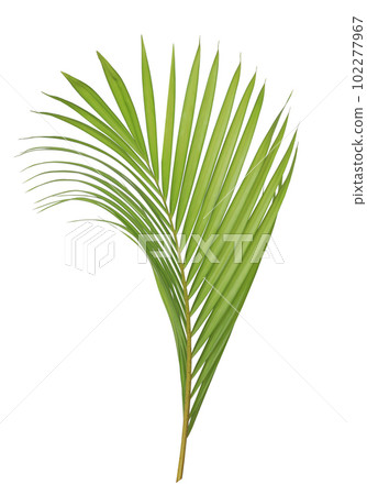 Green palm leaf isolated on white background 102277967