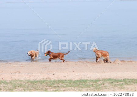 golden retriever , dog on the beach 102278058