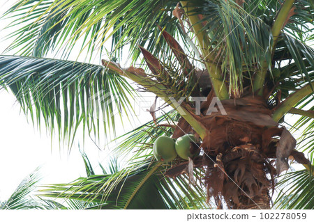 coconut tree or Cocos nucifera L  , ARECACEAE and coconut seed 102278059
