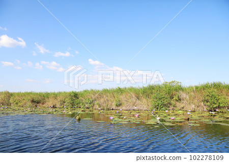 Nature background with coastal reed and shining lake water with blue sky	 102278109