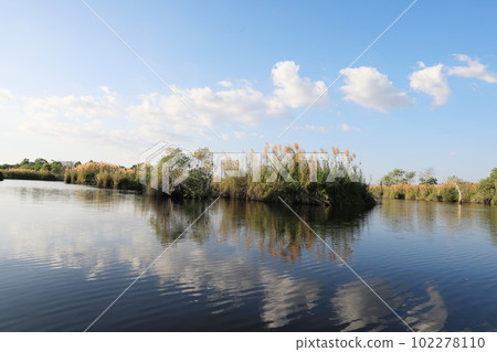 Nature background with coastal reed and shining lake water with blue sky	 102278110