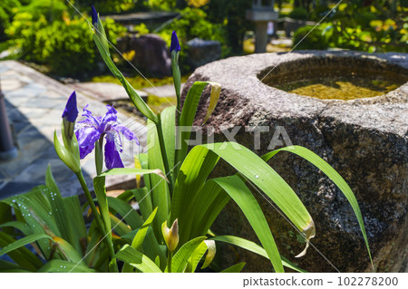 Gaunzan Sokuso-in Stone水碗和鮮花新鮮的綠色季節(京都市東山區) Gaunzan Sokuso-in Stone水碗和鮮花新鮮的綠色季節(京都市東山區) 102278200