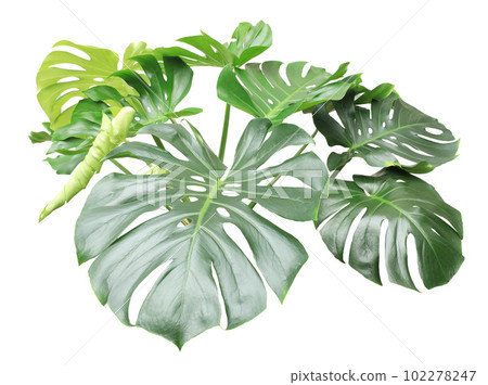 Monstera leaf isolated on white background 102278247