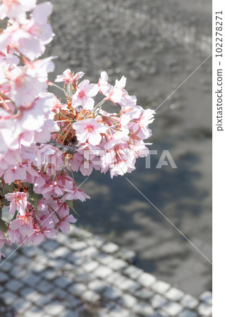 櫻花盛開在水邊 櫻花盛開在水邊 102278271