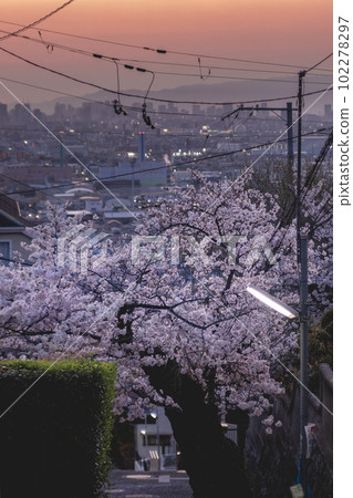 石切站的櫻花與大阪平原的夕陽 102278297