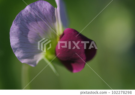 初夏的新鮮菜園。它穩定地向藍天延伸。很好吃,很好吃。 初夏的新鮮菜園。它穩定地向藍天延伸。很好吃,很好吃。 102278298