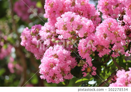 Crape crape myrtle is a gorgeous flower that feels summer - ginseng Crape crape myrtle is a gorgeous flower that feels summer - ginseng 102278534
