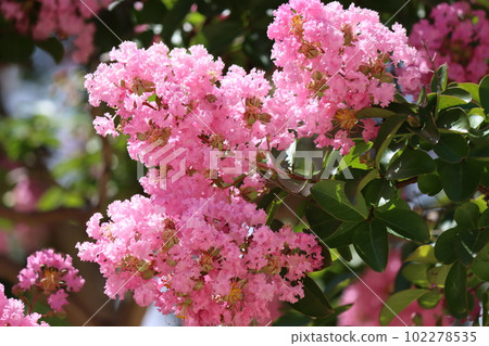 The crape myrtle is a gorgeous flower that feels like summer. The crape myrtle is a gorgeous flower that feels like summer. 102278535