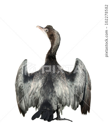 Little cormorant or Javanese cormorant spread wings isolated on white background. 102278582