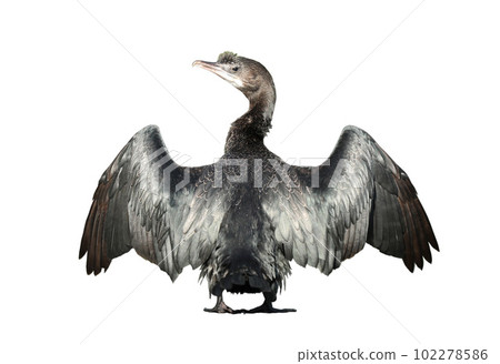 Little cormorant or Javanese cormorant spread wings isolated on white background. 102278586