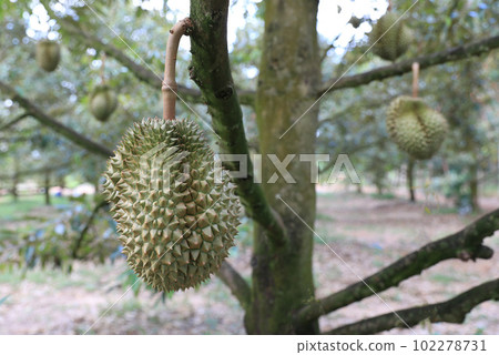 Fresh durian fruit on tree in durian garden. 102278731
