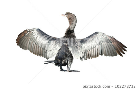 Little cormorant or Javanese cormorant spread wings isolated on white background. 102278732