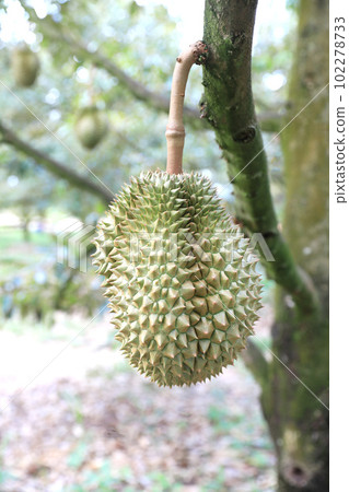 Fresh durian fruit on tree in durian garden. 102278733