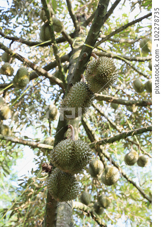 Fresh durian fruits on tree in durian garden. 102278735