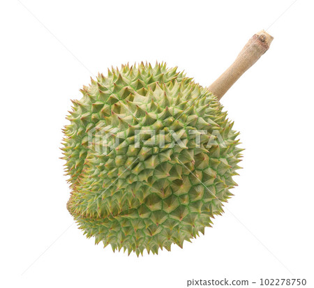 Green fresh durian isolated on white background 102278750