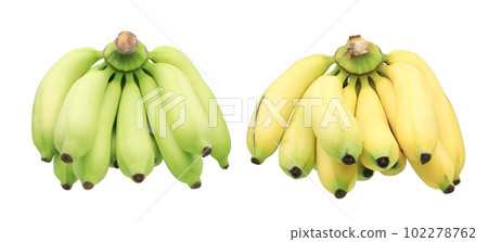 Bunch of ripe bananasBunch of bananas isolated on white background  with full depth of field. isolated on white background  with full depth of field. 102278762