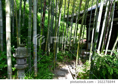 Hase Temple 102278844