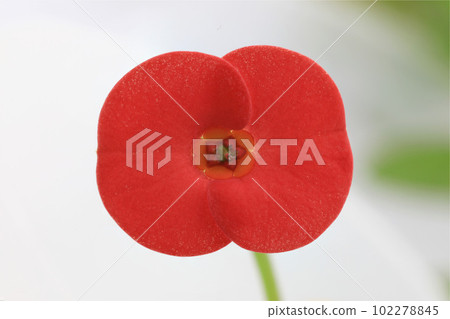 Euphorbia milli or Crown of Thorns flower with green leaves background. 102278845