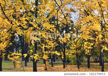 Autumn background of bright golden orange yellow leaves and twigs 102279053