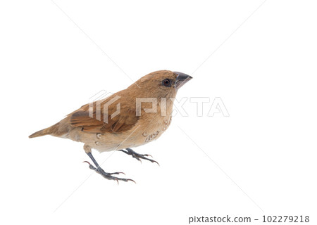 House Sparrow against isolated on a white background. Clipping path House Sparrow against isolated on a white background. Clipping path 102279218