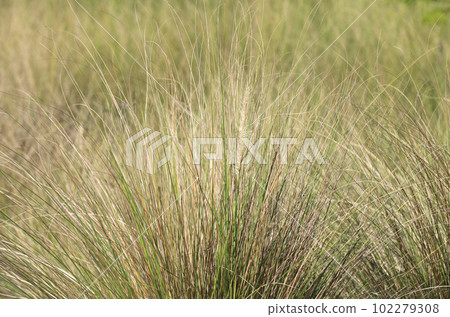 Brown wild grass background Brown wild grass background 102279308