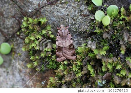 Pleistocene thrush Pleistocene thrush 102279413