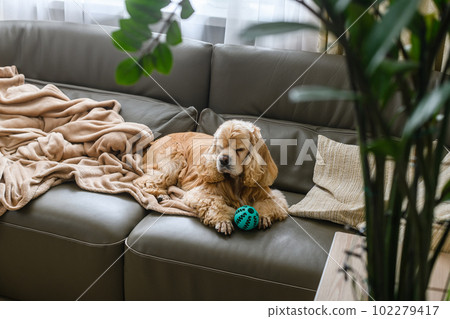 An American Cocker Spaniel is lying on an olive sofa with his toy. An American Cocker Spaniel is lying on an olive sofa with his toy. 102279417