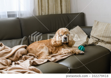 An American Cocker Spaniel is lying on an olive sofa with his toy. An American Cocker Spaniel is lying on an olive sofa with his toy. 102279418