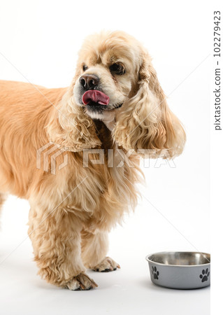 American Spaniel eating dry food from a metal bowl isolated on white background. 102279423