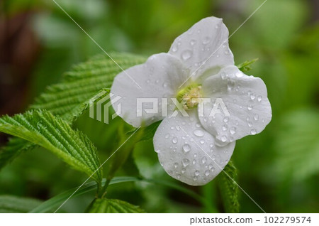 Shiroyamabuki（白色Yamabuki） 102279574